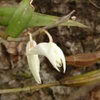 Dendrobium crumenatum Sw.